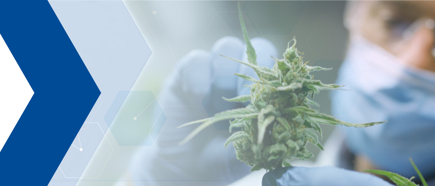 Medizinischer Cannabis und GMP