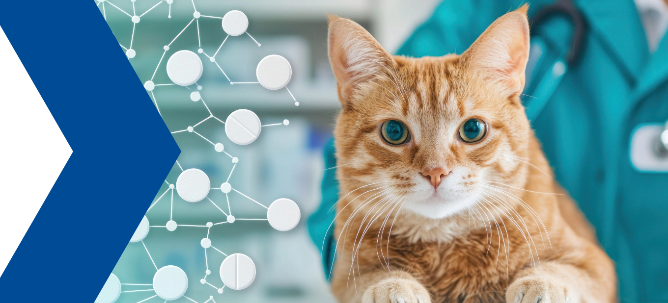 GMP für Tierarzneimittel: Das ändert sich ab Juli 2026